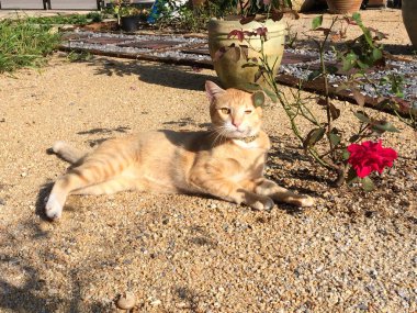 Şirin sarı bir kedi bahçede rahatlar.