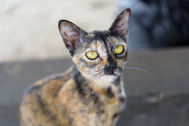 Dışarıda sevimli bir yavru kedi.