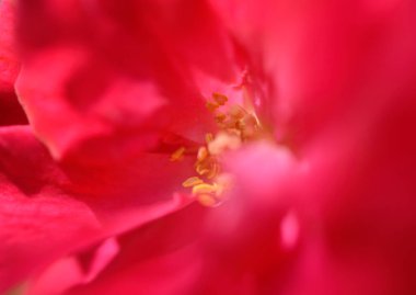 Güzel kırmızı gülleri kapat çiçekleri yumuşak arkaplan