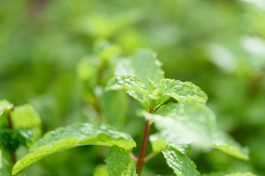 Taze yeşil nane bitkisi desenli arka plan