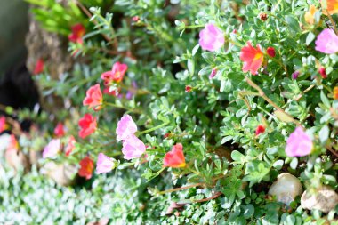 Güzel, küçük, renkli bir çiçek tarlası, güneş ışığı, Küçük Hogweed, Pusley çiçekleri