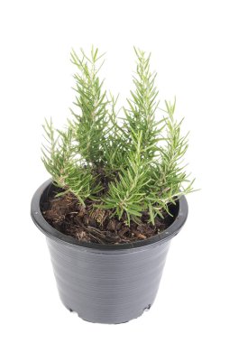 Plastik siyah saksıdaki biberiye ağacı bitkileri beyaz arkaplanda izole edilmiş.