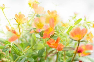 Güzel renkli Purslane, Verdolaga, Pigweed, Little Hogweed, Pusley çiçek tarlası arka planı güneşli bir günde