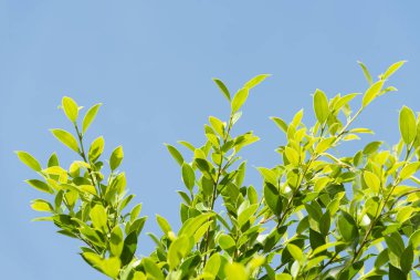 Metin için kopyalama alanı olan yeşil yapraklar