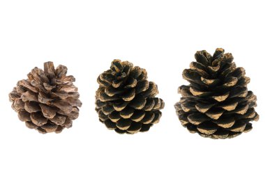 Beyaz arka planda çam kozalakları, Noel süsü