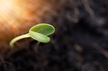 Topraktan ve tarımdan fışkıran su birikintisi