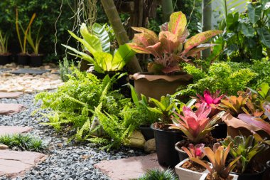 Yeşil bahçedeki güzel Bromeliad.