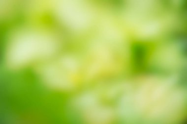 Soyut odaklı olmayan yeşil bulanık arkaplan