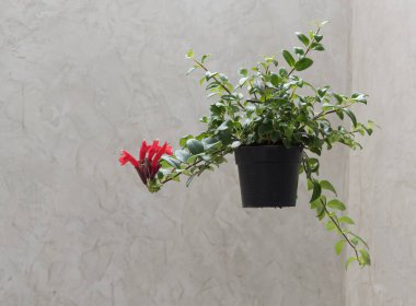 Çimento duvarının arkasında güzel bir saksı