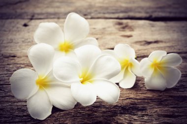 Güzel tesisat ya da tapınak, kırsal ahşap arka planda spa çiçeği