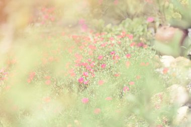 Purslane, Verdolaga, Pigweed, Little Hogweed, Pusley güzel çiçek tarlası arka planı güneşli bir günde, retro filtre