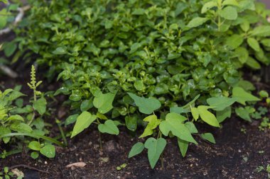 Yeşil sebze bitkileri, genç papaya