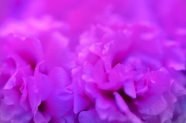 Arka plan için pembe gül yapraklarını kapatın.