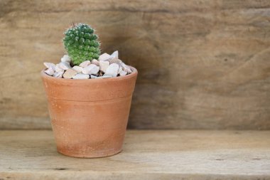 Kaktüs bitkisi kil saksıda, ahşap arka planda.