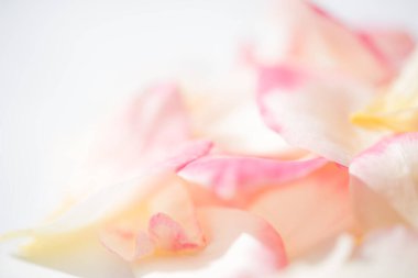 Tatlı pastel üzerinde güzel yumuşak gül yaprakları bulanık arkaplan