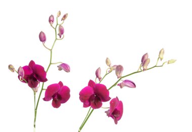 Güzel mor orkide çiçeği beyaz arkaplanda izole edilmiş.