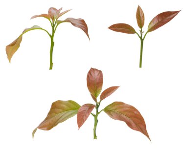 Genç yaprak Avokado beyaz arkaplanda izole edildi