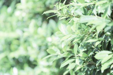 Metin ve retro efekt için kopyalama alanı olan yeşil yapraklar