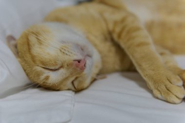 Sevimli sarı bir kedi, beyaz rahat bir yatakta uyuyor.