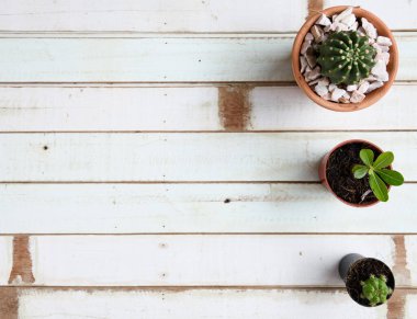 Düz yerde, Kaktüs bitkisi kil saksıda, eski ahşap arka planda.