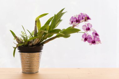 Galvanizli güzel orkide çiçekleri ahşap masada saksı