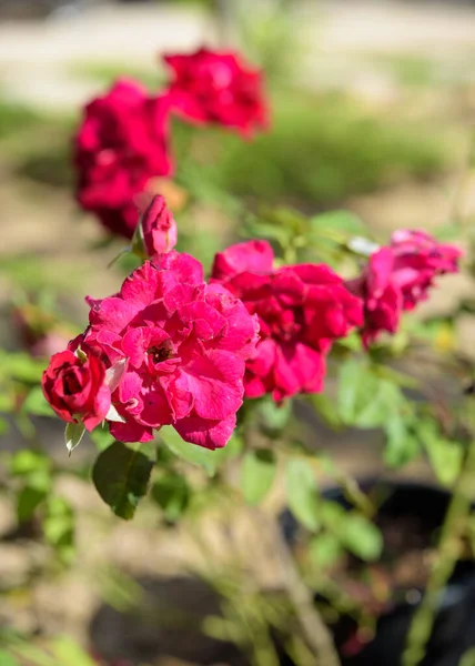 美しい赤いバラの花粉を庭の屋外の緑の背景に閉じます — ストック写真