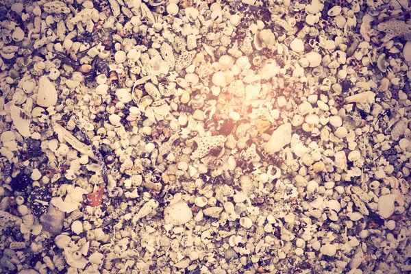 Netural Sea Shells White Sand Beach Background Retro Effect — Stock Photo, Image