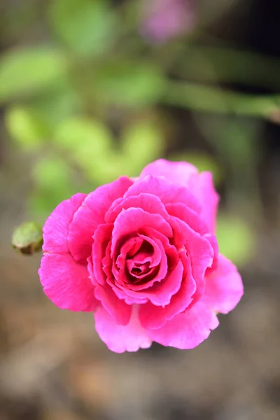美しい赤いバラの花粉を庭の屋外の緑の背景に閉じます — ストック写真