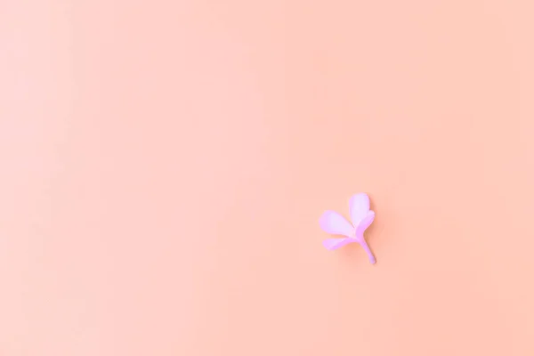 Flat Lay Beautiful Frangipani Flowers Pastel Background — Stock Photo, Image
