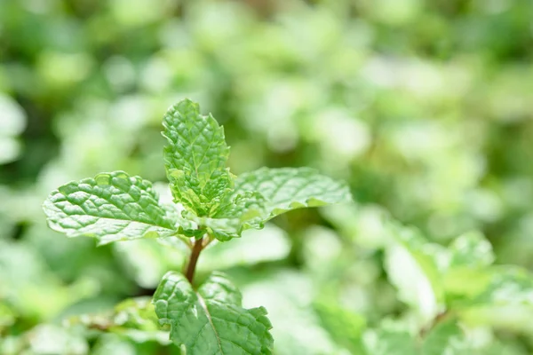 Fresh Green Mint Plant Textured Background — Stock Photo, Image