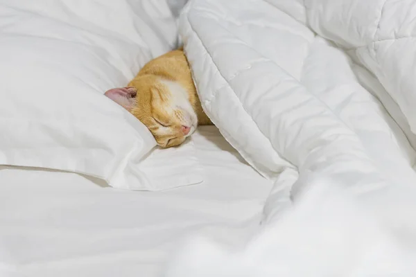 Μια Χαριτωμένη Κίτρινη Γάτα Κοιμάται Λευκό Άνετο Κρεβάτι — Φωτογραφία Αρχείου