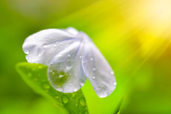 Beautiful Small White Flower Rain Drop Green Blur Background — Stock Photo, Image