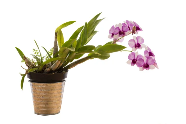 Красивый Фиолетовый Цветок Орхидеи Оцинкованной Цветочный Горшок Изолированы Белом Фоне — стоковое фото