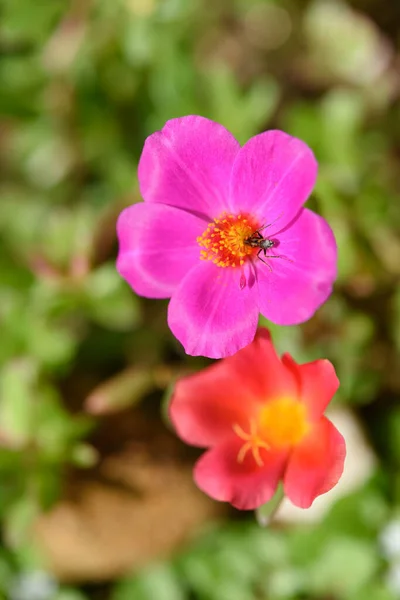 晴れた日に柔らかいパステルの背景を持つ美しいカラフルな小さなピンクの花のフィールド — ストック写真