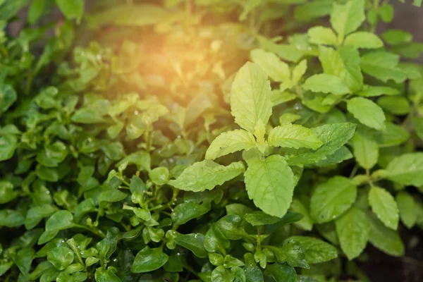 Green Holy Basil Vegetable Plants Background — Stock Photo, Image