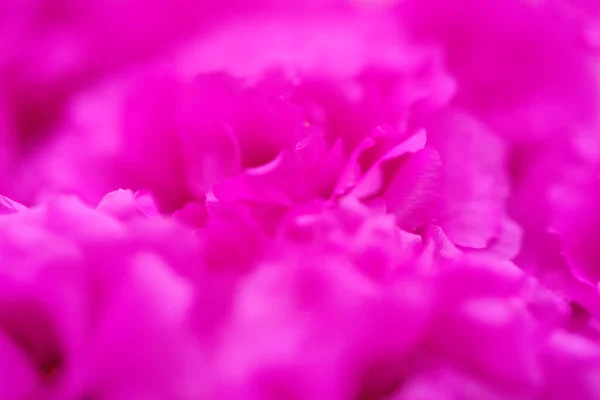 Primo Piano Rosa Rosa Rose Petalo Sfondo — Foto Stock