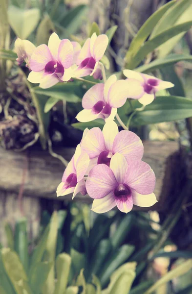 庭の屋外で美しい蘭の花 レトロな効果 — ストック写真