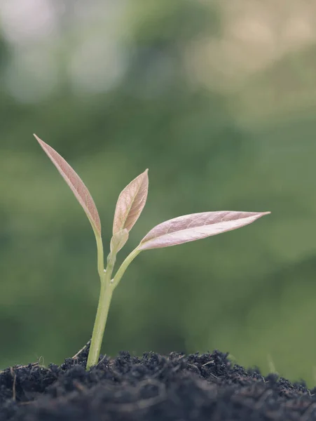 Pequena Planta Crescendo Fora Solo Agricultura Efeito Retro — Fotografia de Stock