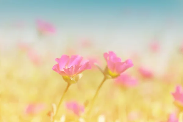 Common Purslane Verdolaga Pigweed Little Hogweed Pusley Beautiful Flowers Field — Stock Photo, Image