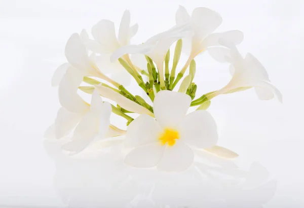 Plumeria Frangipani Spa Bloemen Witte Achtergrond — Stockfoto