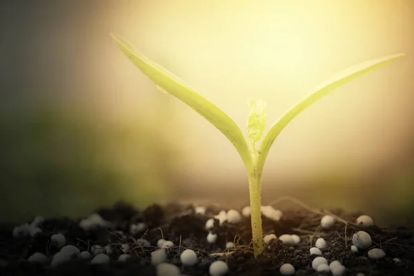 生长于土壤环境中的小植物 有晨光 — 图库照片