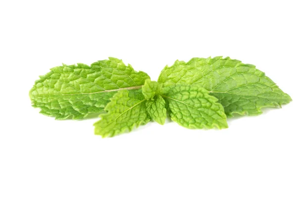 Fresh Green Mint Leaf Isolated White Background — Stock Photo, Image