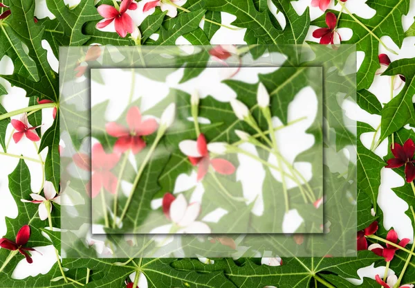 Diseño Plano Diseño Hojas Verdes Flores Rojas Sobre Fondo Blanco — Foto de Stock