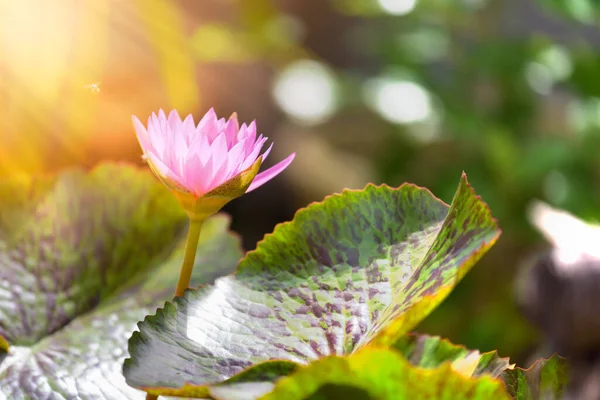 Beautiful Lotus Water Lily Flower Pond Morning Sun Light Start — Stock Photo, Image