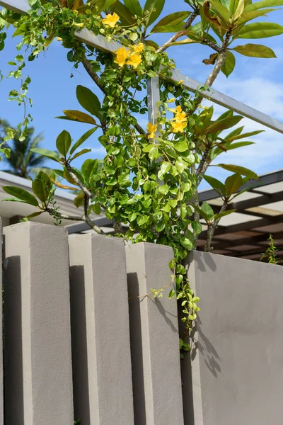 Valla Metal Con Hermosas Flores Amarillas Contra Fondo Del Cielo —  Fotos de Stock