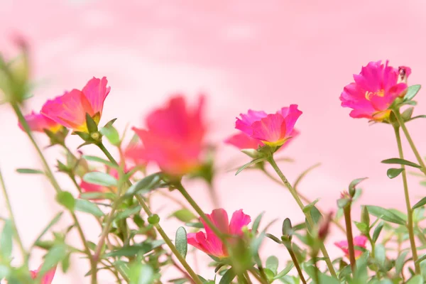 晴れた日に柔らかいパステルの背景を持つ美しい小さなピンクの花のフィールド 一般的なPurslane Verdolaga Pigweed Little Hogweed Pusleyの花 — ストック写真