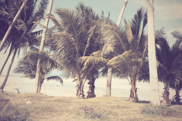 Coconut Palm Trees Beach Sunny Day Retro Effect — Stock Photo, Image