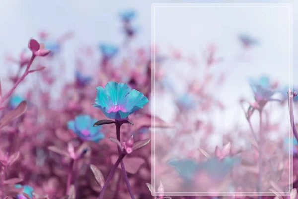 Prachtig Klein Bloemenveld Met Zachte Pastel Achtergrond Zonnige Dag Little — Stockfoto