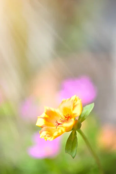 一般的なPurslane Verdolaga Pigweed Little Hogweed プスリー美しい花のフィールドの背景晴れた日に 選択的なフォーカス — ストック写真