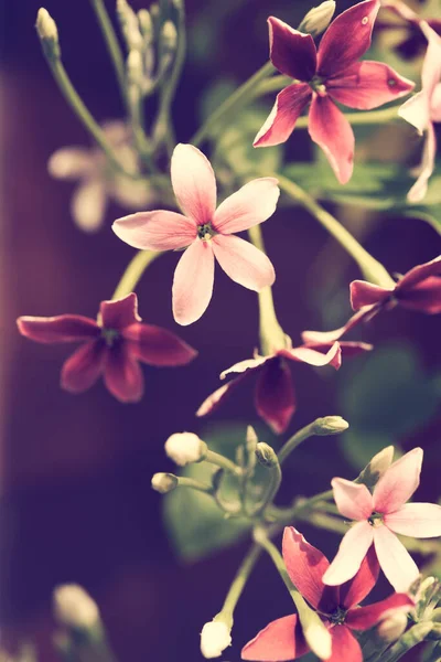 Close Rangoon Creeper Quisqualis Indica Bloem Achtergrond Retro Filter — Stockfoto